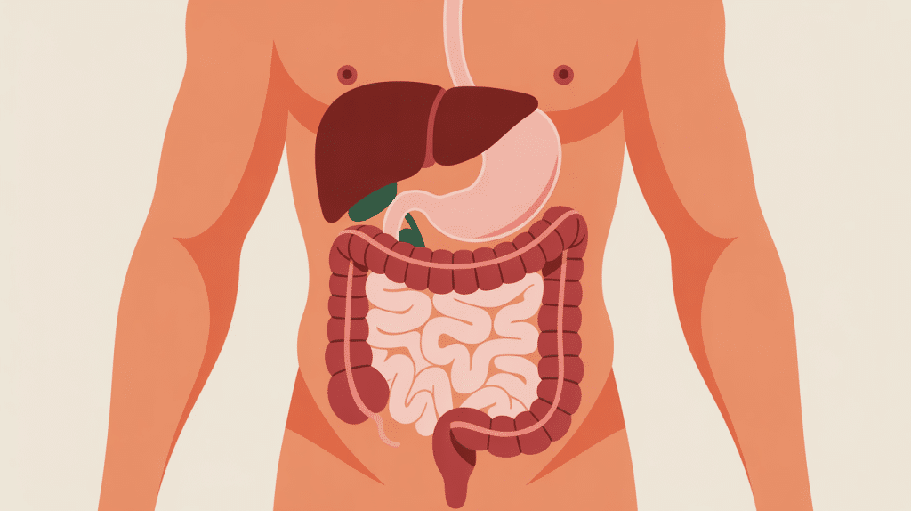 douleur psoas et intestin interaction anatomique