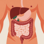 douleur psoas et intestin interaction anatomique