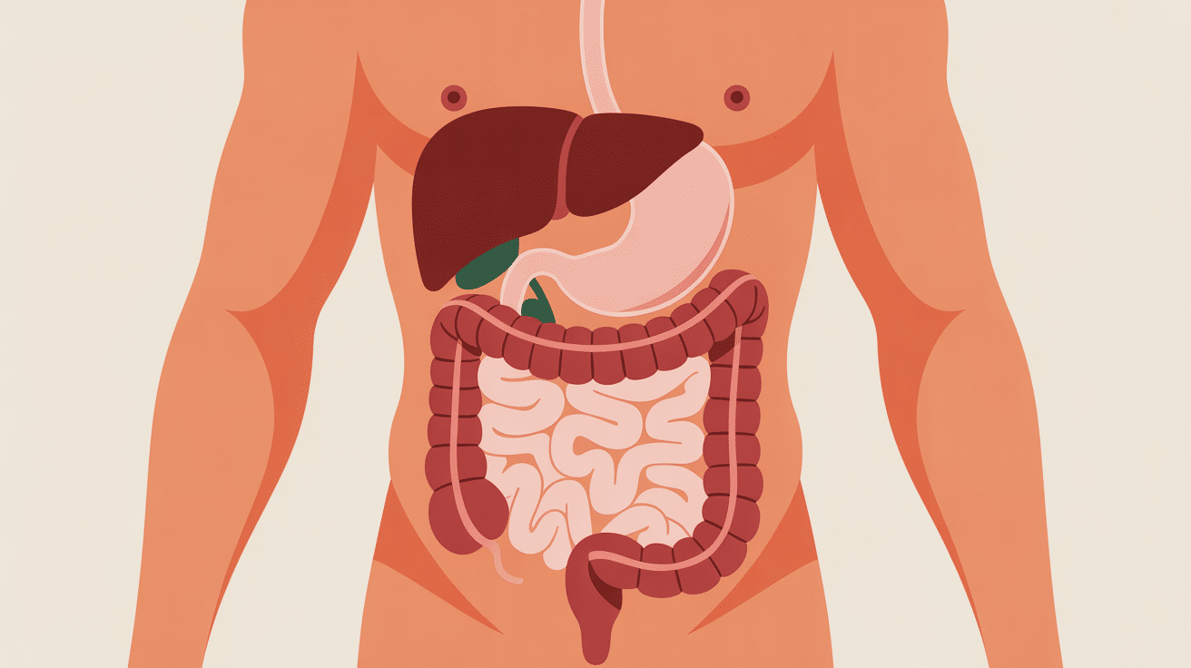 douleur psoas et intestin interaction anatomique