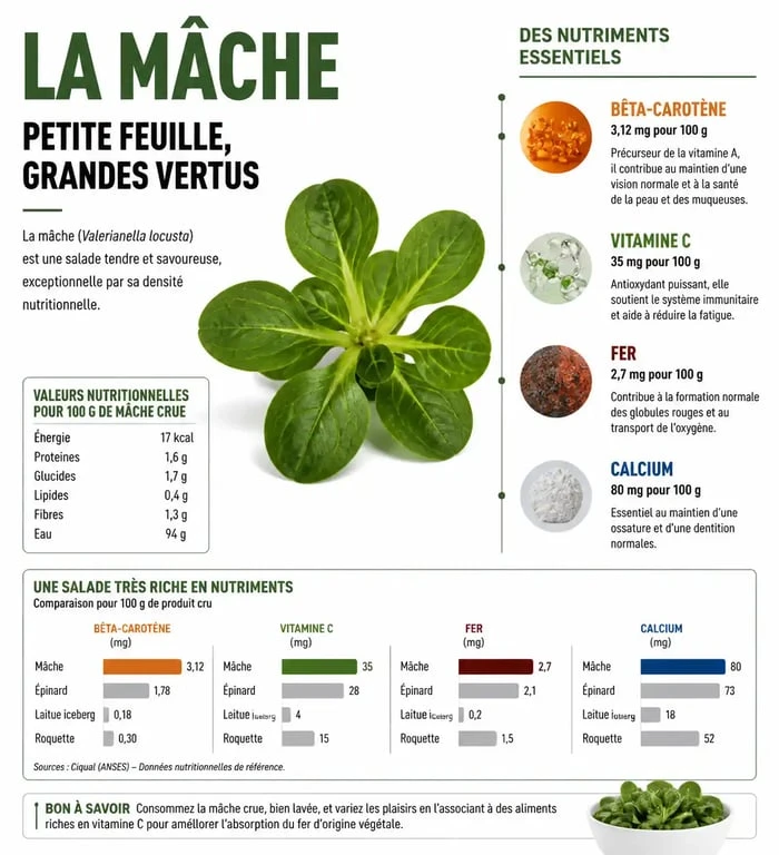 Infographie des bienfaits nutritionnels de la mâche : vitamines et minéraux